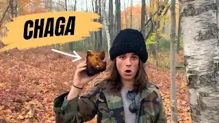 What is Chaga? The Truth About This Superfood 
