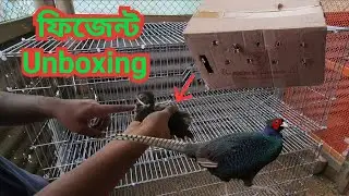 রিংনেক ফিজেন্টের বাচ্চা Unboxing ও প্রথম দেখা || Ringneck Pheasant Baby Chicks Unboxing & First Look