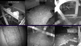 Baby Piglets! Hen Stream Homestead Live (Happy Animals