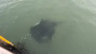 Stingray 
