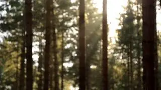 Blurry Trees Realistic Animation (loopable)