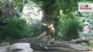 #ZOOsamen - Vlog 32: Wat doet leeuw Nestor in ZOO Antwerpen daar?