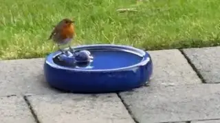 16.12.25 Rotkehlchen beim Baden 🐤 Robin taking a bath 🛁 Vogelbad Birdbath Vogel 🐦 Bird