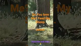 #FeedMySheep      #LostHurdTribe