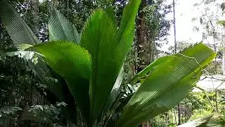 Daun Sang alias Salo
