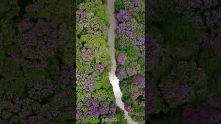 Beauty of Pride tree of India (Lagerstroemia Speciosa)
