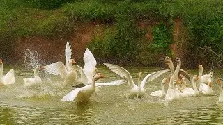 Joyful Geese and Ducks Splashing in the Pond
