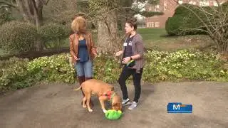 MDSPCA - High Energy Dogs