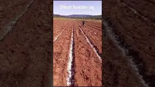 How to appy fertiliser before potatoes planting#vlog #farming #viralvideo #viral  #zimbabwe #viva