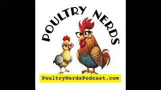 Rediscovering the Black Java Chicken: History, Homesteading, and Hope for a Critically Endangered...