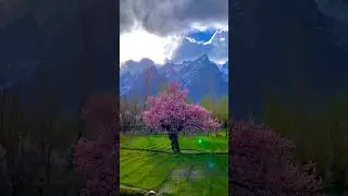#birdsong #nature #wildlife #birdsingingmusic #birdrelaxingmusic #relaxingbirdsounds #animals #swss