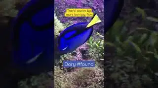 Finding the REAL Dory!