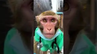 When your beauty doctor is a monkey! 🐒💄 #BeautyHospital #MonkeyMagic #PetMakeover #ViralVideo #Funny