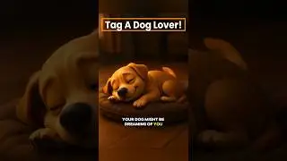 Why Dogs Twitch in Sleep? | Dog Dream Facts #DogLovers #CuteDogs