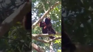 Bugio (Alouatta guariba)