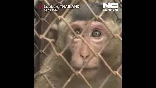 Thai town uses trickery and ripe fruit to trap delinquent monkeys