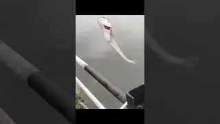 Padan fishing technique #patanfishing #shortsvideo #royalfisher