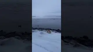 #собака #акита #голди #зима #животные