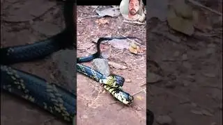 This is the fastest snake in the world #snakes