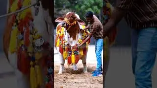 Watch the stunning White and Brown Cow 2026 🐂 #shorts #cow #cowmandi2026