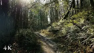 Forest Park Hike Portland Oregon | Relaxing Ambient Nature Sounds, 4k