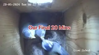 Blue Tit Log 47 May 28th @2ubud #birdwatching #birds #nesting #nestcam #live #shorts #shortvideo