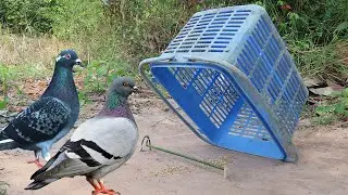 Easy Unique Bird Trap - Best Pigeon Trap Make From Basket & Wood