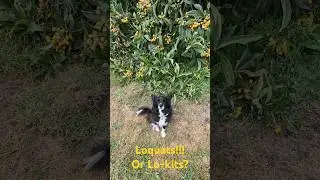 Are the loquats or &ldquo;lo-kits&rdquo;? A real big tree!! #loquat #fruit #gardening #dog #kangarooisland
