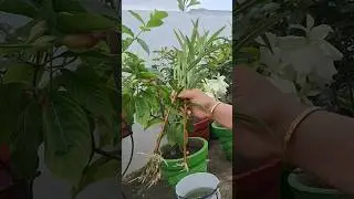 Kaner Plant Cutting Propagation &ndash; Fast Rooting in/ #propagation #waterpropagation #gardening #shorts