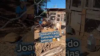 😍🐔🐓Joaquim tomando conta do galinheiro😅!#ro&ccedil;a #galinheiro #galinha #vidanaro&ccedil;a #galo #sitiodosventos