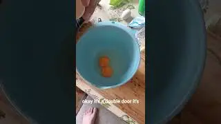 Double yolk egg. Thanks to my chicken Snowee. Visit my page for more chick flicks  #leghorn