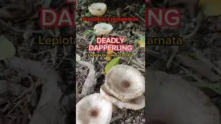 Deadly Dapperling: The Poisonous Mushroom You Need to Know About 🍄 #Nature #Mushrooms #Shorts