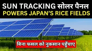 Japan&rsquo;s Solar-Powered Rice Fields: How Agrivoltaics Are Changing Food and Energy Forever!