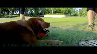 Dog Toys Durable Chew Toy Set for Puppy Dogs
