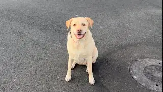 Dog Won&rsquo;t Stop Wiggling After She Rings My Neighbor&rsquo;s Doorbell