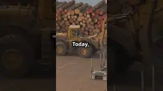 Inside Russia&rsquo;s Billion-Dollar Timber Industry 🌲 | $20 Billion Annually
