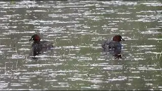 Little grebe  - Toormakeady
