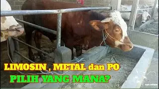 TIDAK CUMA SAPI PO SAPI METAL DAN LIMOSIN JUGA ADA