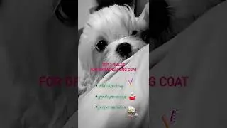 TOP 3 rules for beaty log coat!! #maltese #maltesepuppies #maltesegrooming