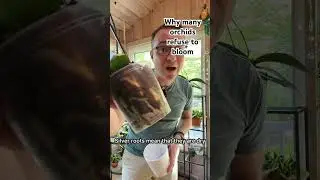 The real reason many orchids refuse to bloom.
