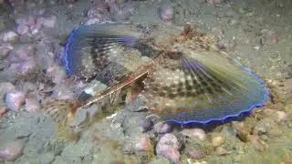 Dactylopterus volitans