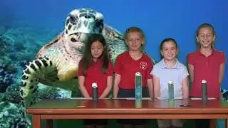 Sea Turtle Rescue News Show