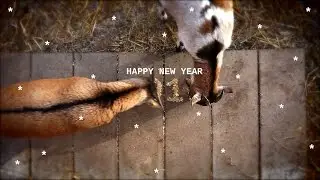 happy new year 2017