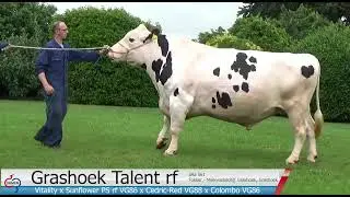 Grashoek Talent rf