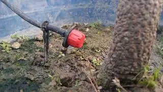 Adjustable Micro Drip Emitter - CropMax Irrigation Bangladesh