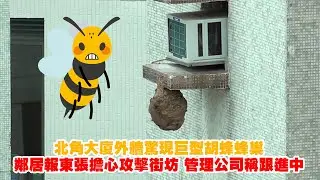 東張西望｜北角大廈外牆驚現巨型胡蜂蜂巢 鄰居報東張擔心攻擊街坊 管理公司稱跟進中｜北角堡壘街｜蜂巢｜胡蜂｜無限次攻擊人｜滅蟲公司｜陳曉彤