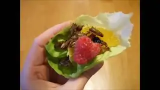 Uudenmaan Martat tutustumassa sirkkoihin @EntoCube