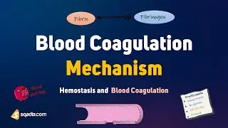 Hemostasis and Blood Coagulation | Blood Coagulation Mechanism | Clotting Factors and Regulation