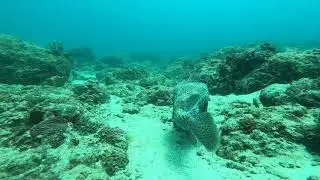 Scuba diving in Trincomalee-Nilaveli-Pulmodai