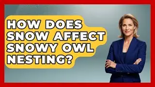 How Does Snow Affect Snowy Owl Nesting? - Polar Regions Uncovered